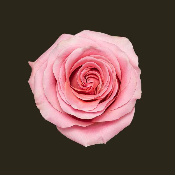 Pink Rose Bouquet | Roses Flower Shop – Rose's Flower Shop